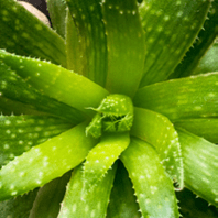 Aloe vera