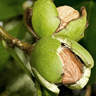 Wallnut Hull Extract
