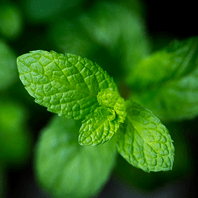 Mint Oil