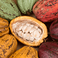 Beurre de Cacao