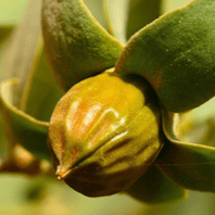 Huile de Jojoba