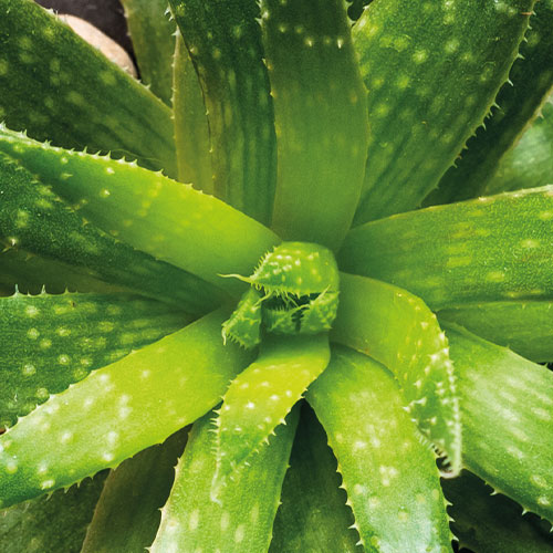 Aloe